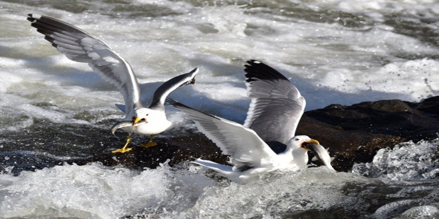 Martıların balık avı görsel şölen sunuyor