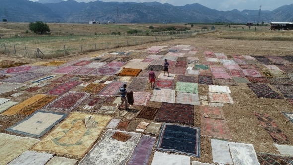 Halı tarlaları sezonu açtı, buğday arazilerinde renk cümbüşü yaşandı 4