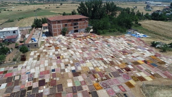 Halı tarlaları sezonu açtı, buğday arazilerinde renk cümbüşü yaşandı 5