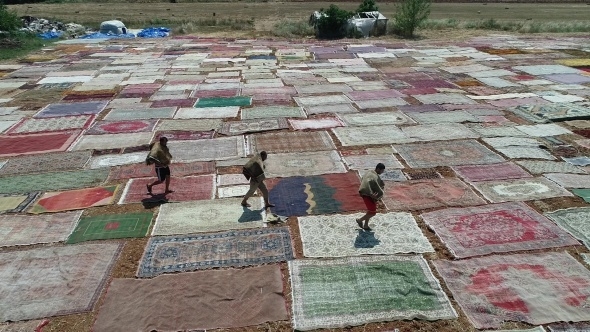 Halı tarlaları sezonu açtı, buğday arazilerinde renk cümbüşü yaşandı 7