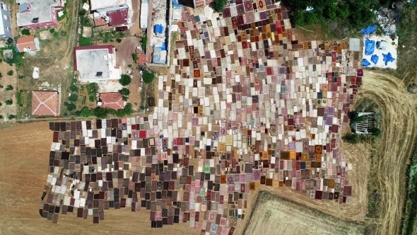 Halı tarlaları sezonu açtı, buğday arazilerinde renk cümbüşü yaşandı 9