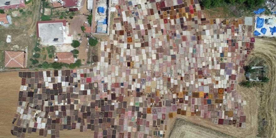 Halı tarlaları sezonu açtı, buğday arazilerinde renk cümbüşü yaşandı