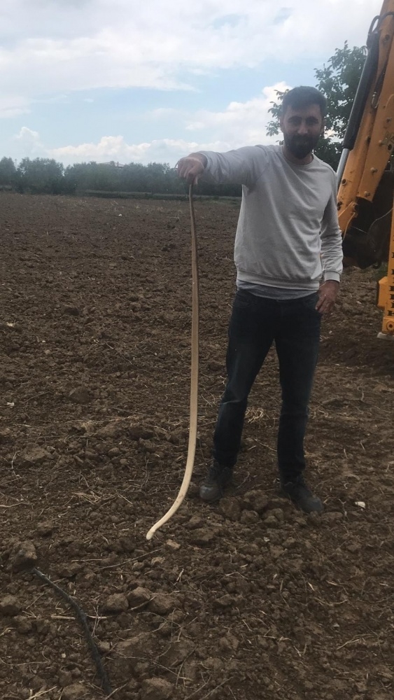 Yılanlar her yeri sardı! Uyarı geldi - Vatandaşlar tedirgin... 1