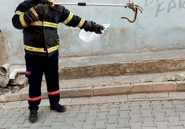 Yılanlar her yeri sardı! Uyarı geldi - Vatandaşlar tedirgin... 10