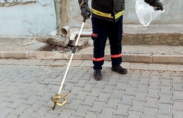 Yılanlar her yeri sardı! Uyarı geldi - Vatandaşlar tedirgin... 11