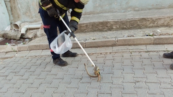 Yılanlar her yeri sardı! Uyarı geldi - Vatandaşlar tedirgin... 13