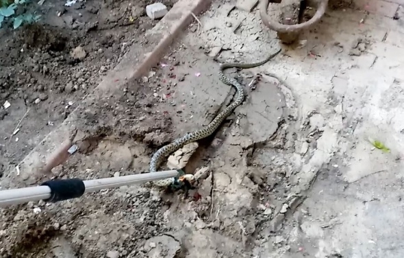 Yılanlar her yeri sardı! Uyarı geldi - Vatandaşlar tedirgin... 14