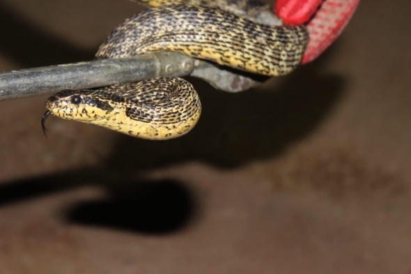 Yılanlar her yeri sardı! Uyarı geldi - Vatandaşlar tedirgin... 16