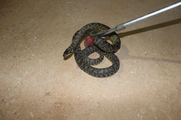 Yılanlar her yeri sardı! Uyarı geldi - Vatandaşlar tedirgin... 17