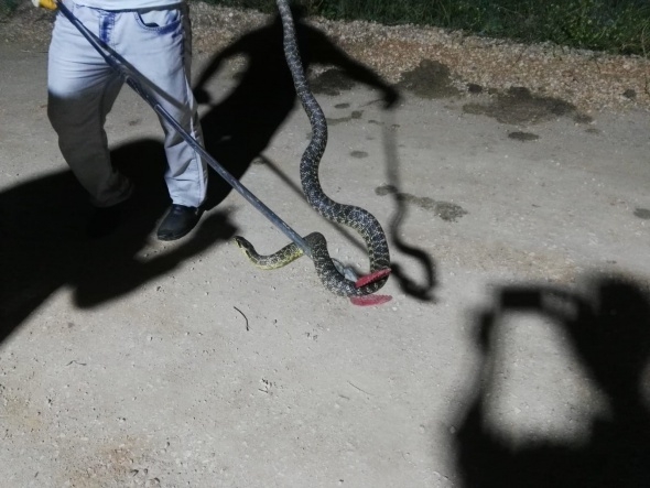 Yılanlar her yeri sardı! Uyarı geldi - Vatandaşlar tedirgin... 18