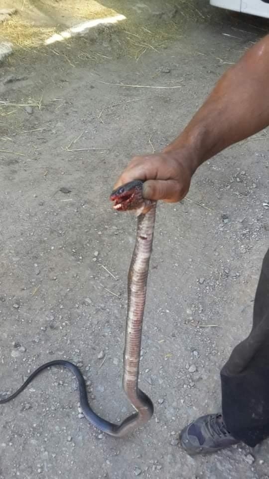 Yılanlar her yeri sardı! Uyarı geldi - Vatandaşlar tedirgin... 2