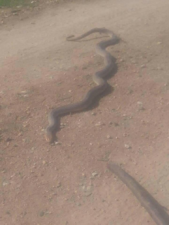 Yılanlar her yeri sardı! Uyarı geldi - Vatandaşlar tedirgin... 5