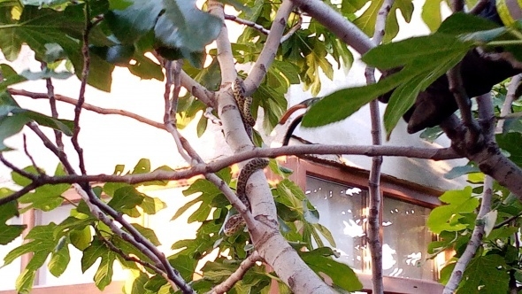 Yılanlar her yeri sardı! Uyarı geldi - Vatandaşlar tedirgin... 7