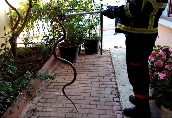 Yılanlar her yeri sardı! Uyarı geldi - Vatandaşlar tedirgin... 9