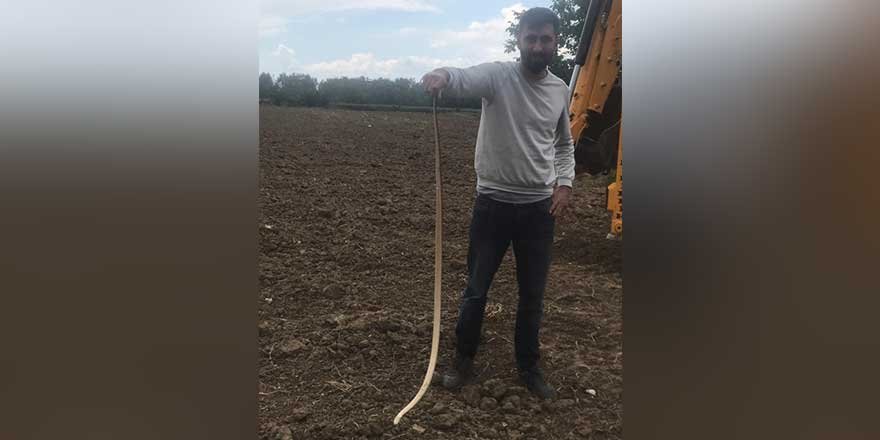 Yılanlar her yeri sardı! Uyarı geldi - Vatandaşlar tedirgin...