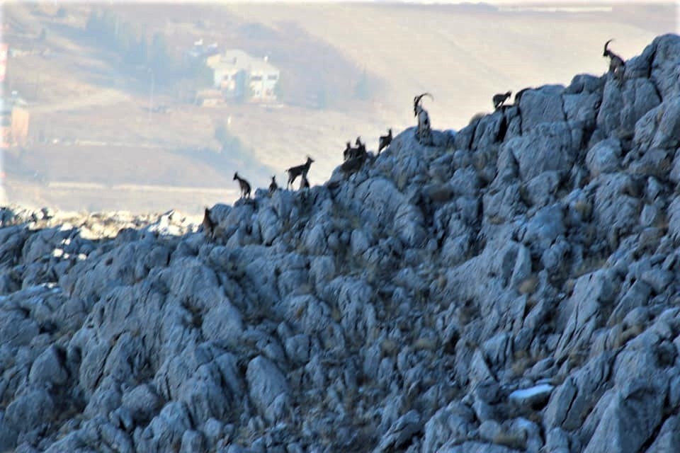 Kahramanmaraş’ta yaban keçilerine foto kapanlı takip 1