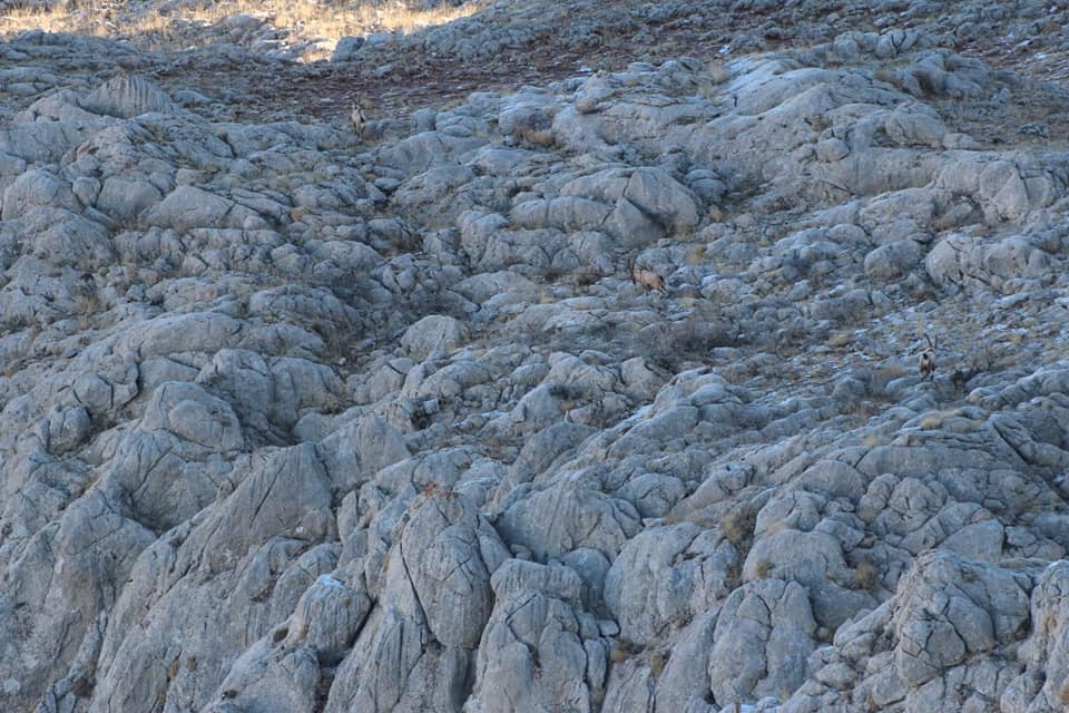 Kahramanmaraş’ta yaban keçilerine foto kapanlı takip 6