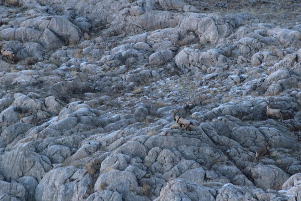 Kahramanmaraş’ta yaban keçilerine foto kapanlı takip 7