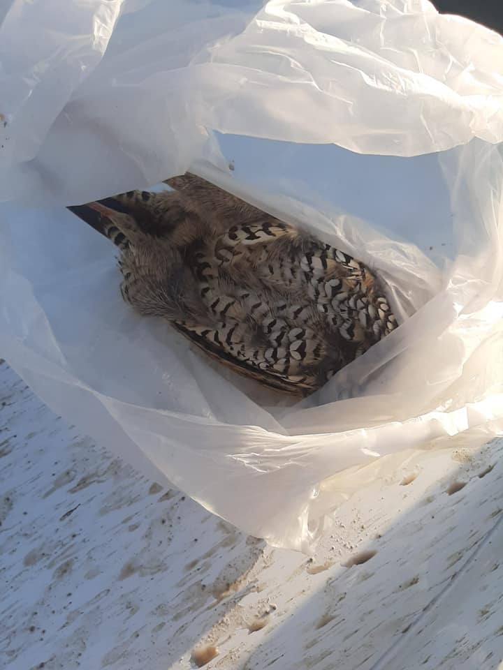 Kahramanmaraş'ta koruma altındaki kuşları avlayanlara ceza 5