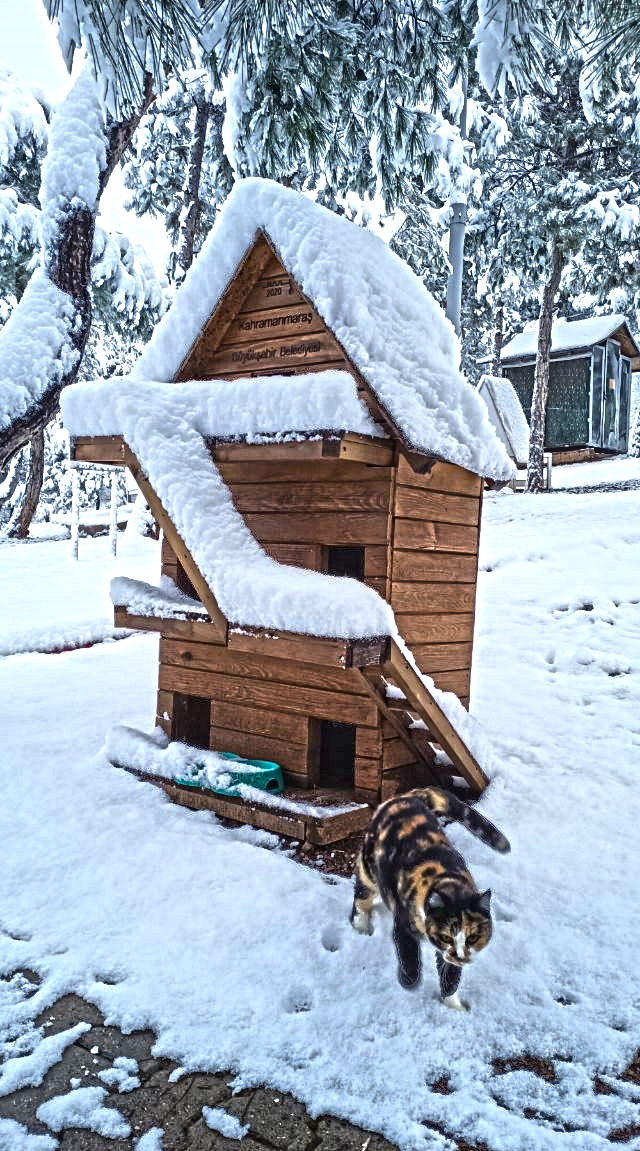Kahramanmaraş'ta sokaktaki canlar unutulmadı 2
