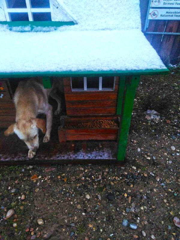 Kahramanmaraş'ta sokaktaki canlar unutulmadı 3