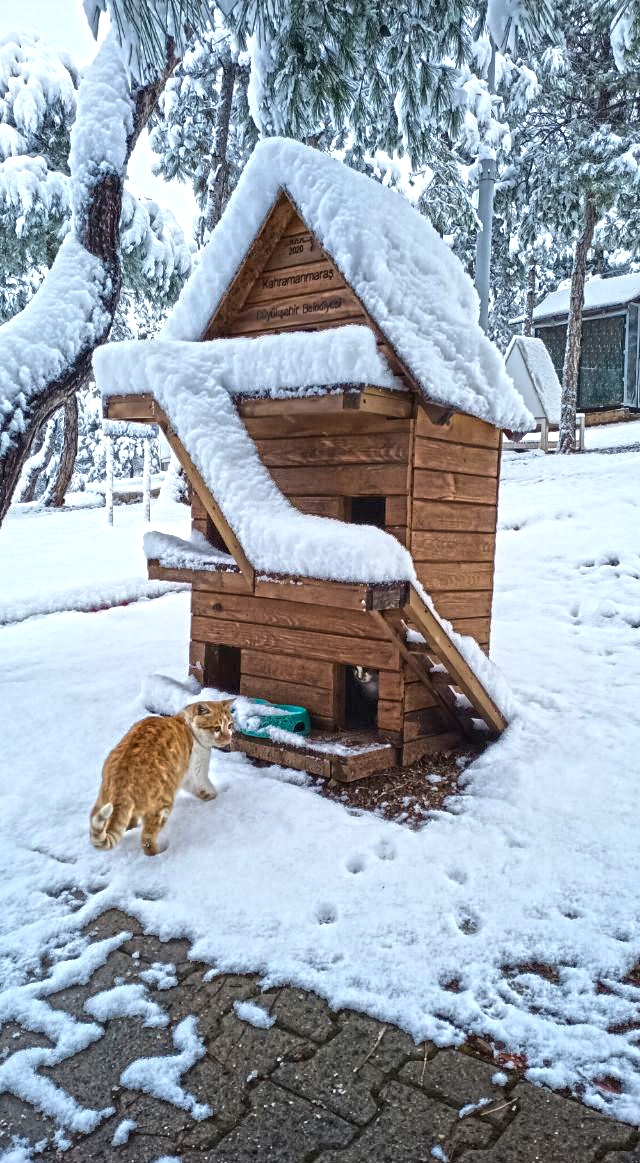 Kahramanmaraş'ta sokaktaki canlar unutulmadı 5