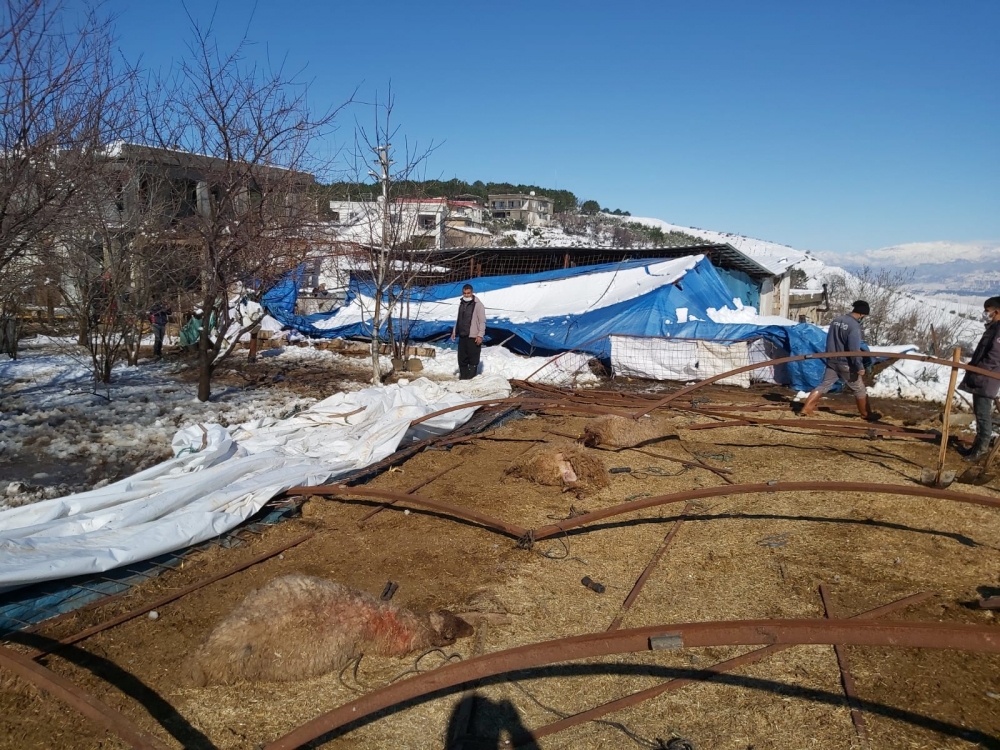 Kahramanmaraş'ta yoğun kar yağışı sonrası ahırların çatısı çöktü 10