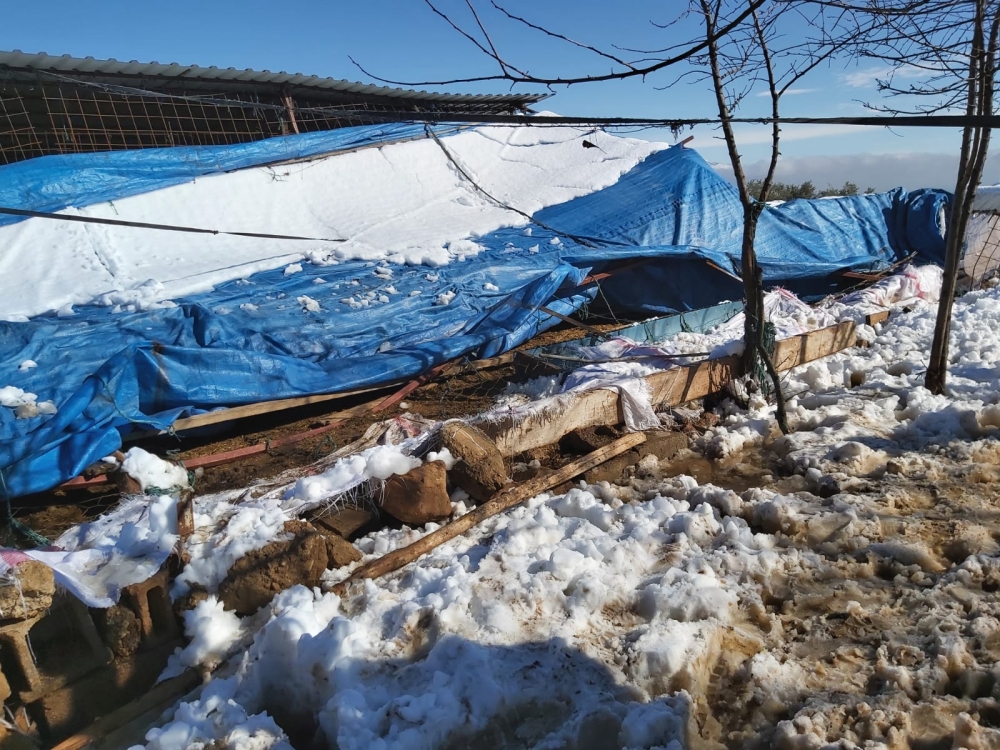 Kahramanmaraş'ta yoğun kar yağışı sonrası ahırların çatısı çöktü 11