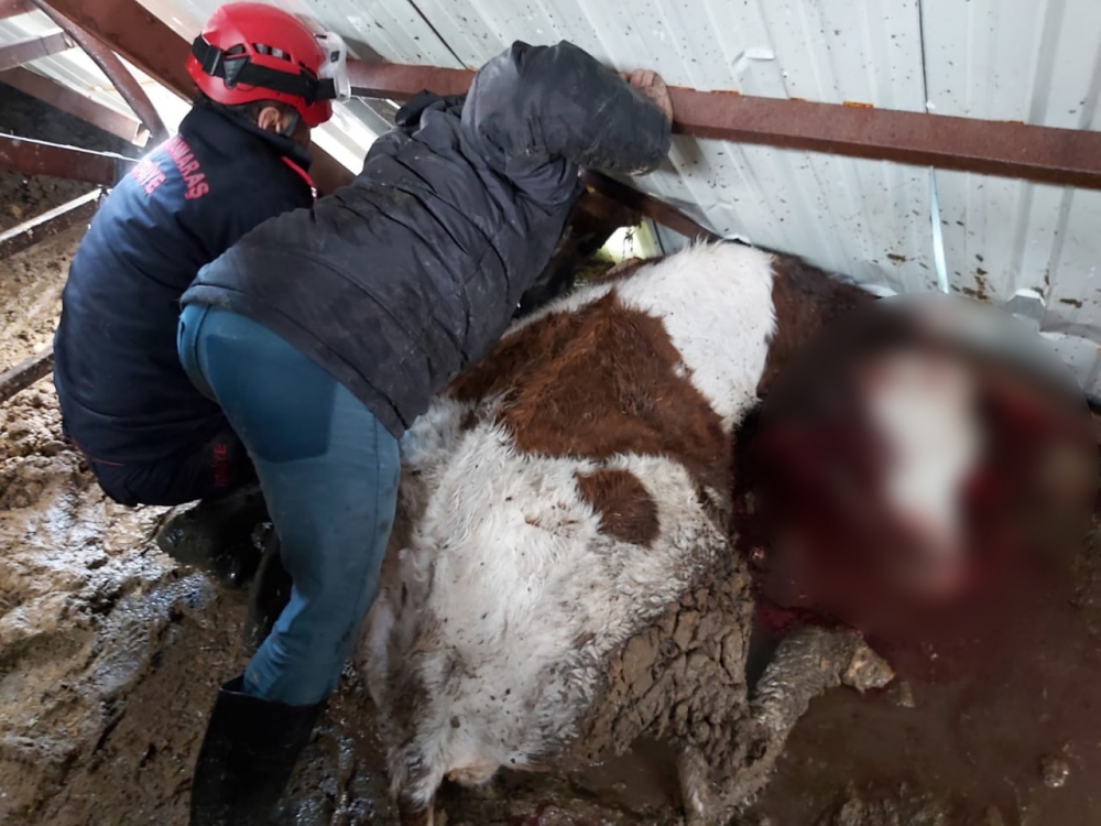 Kahramanmaraş'ta yoğun kar yağışı sonrası ahırların çatısı çöktü 2