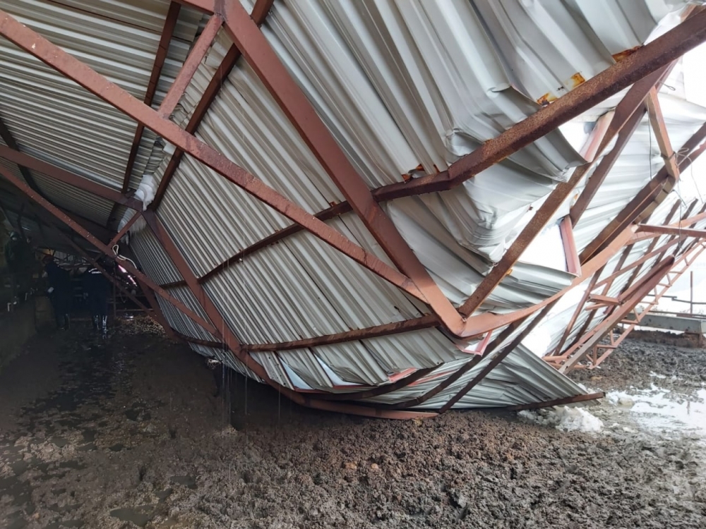 Kahramanmaraş'ta yoğun kar yağışı sonrası ahırların çatısı çöktü 4