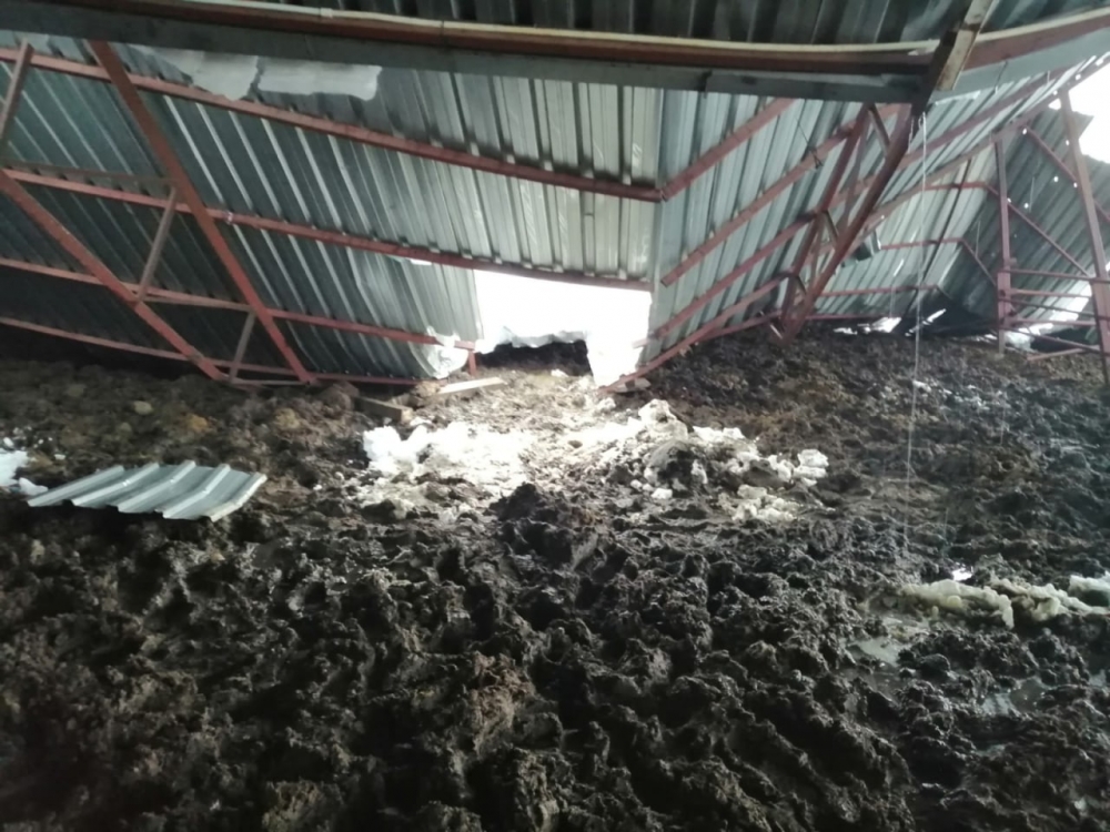 Kahramanmaraş'ta yoğun kar yağışı sonrası ahırların çatısı çöktü 6