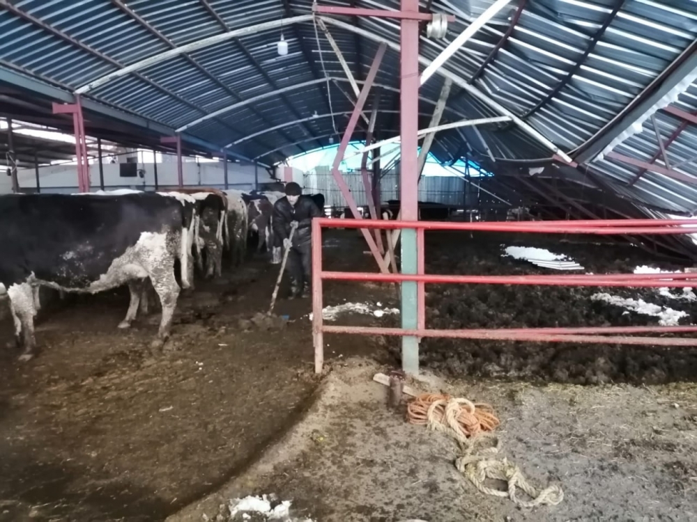 Kahramanmaraş'ta yoğun kar yağışı sonrası ahırların çatısı çöktü 9