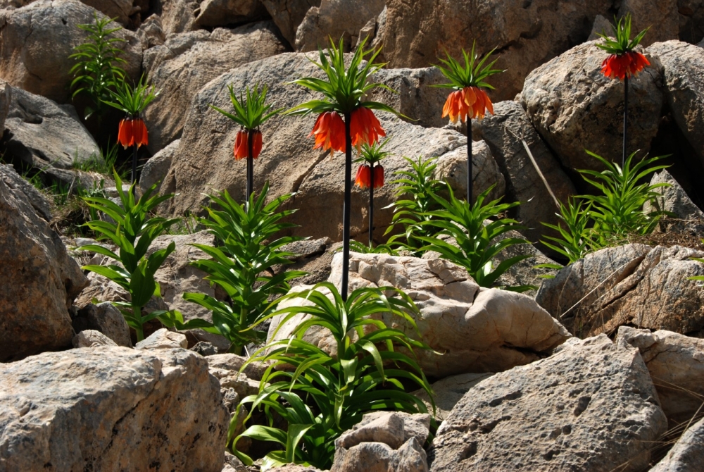 1.Ulusal Afşin Fotokampı düzenlenecek! 6