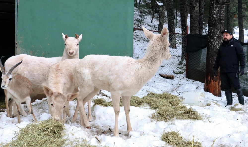Başkonuş Yaylası yeni yatırım ile dünyaya açılıyor 18