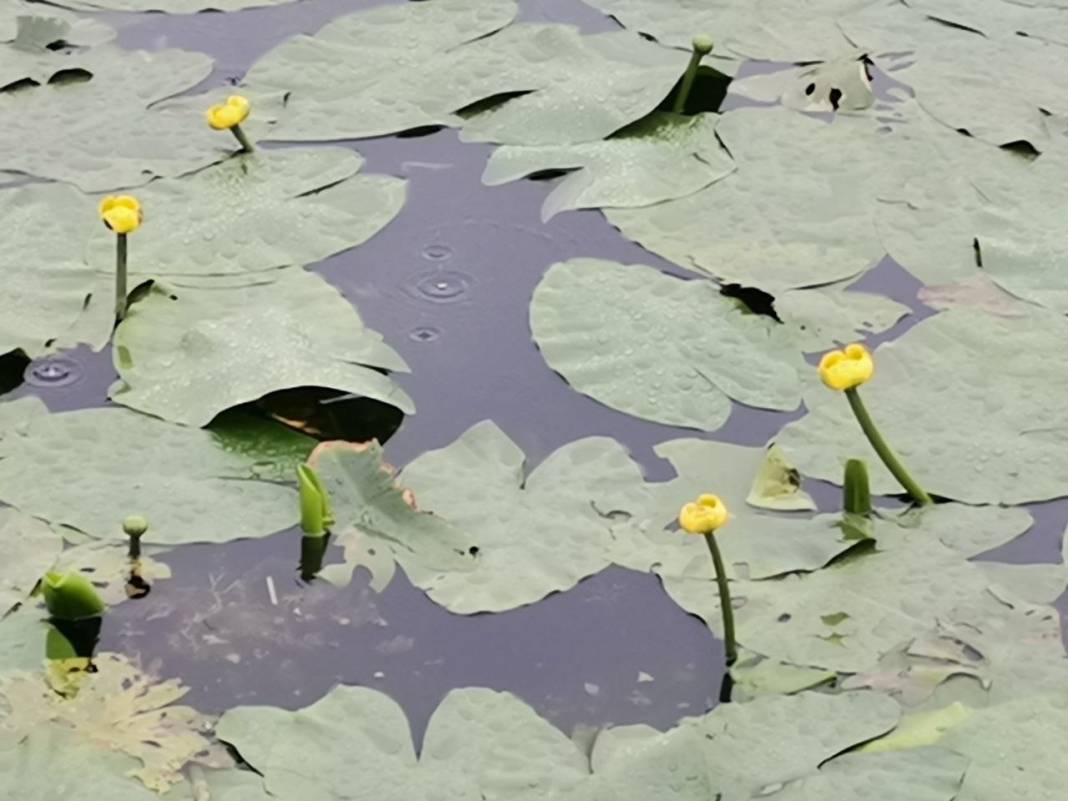 Görsel Şölen: Kahramanmaraş'ın Nilüferleri Bağlama Gölü'nde Dans Ediyor 1