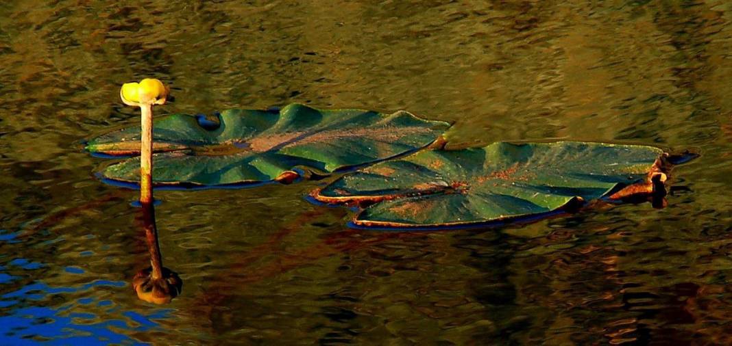 Görsel Şölen: Kahramanmaraş'ın Nilüferleri Bağlama Gölü'nde Dans Ediyor 10