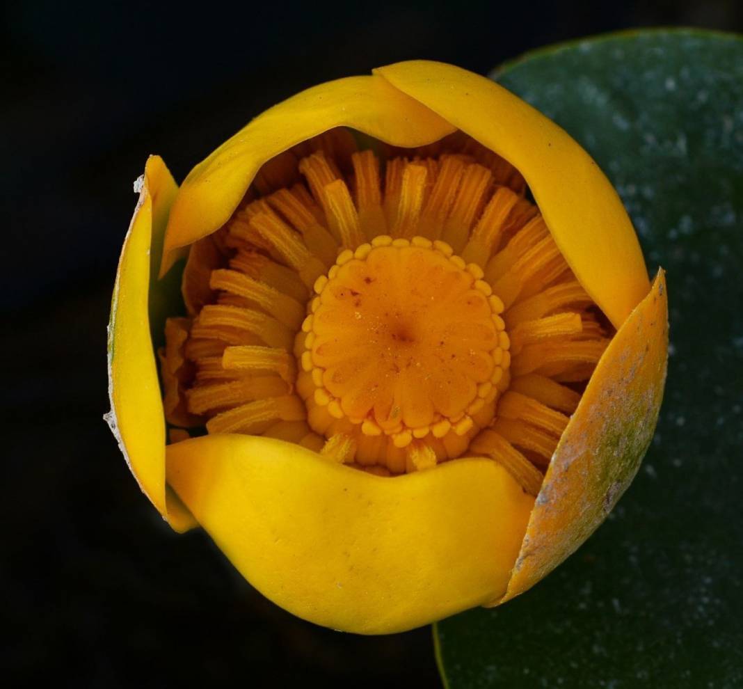 Görsel Şölen: Kahramanmaraş'ın Nilüferleri Bağlama Gölü'nde Dans Ediyor 11