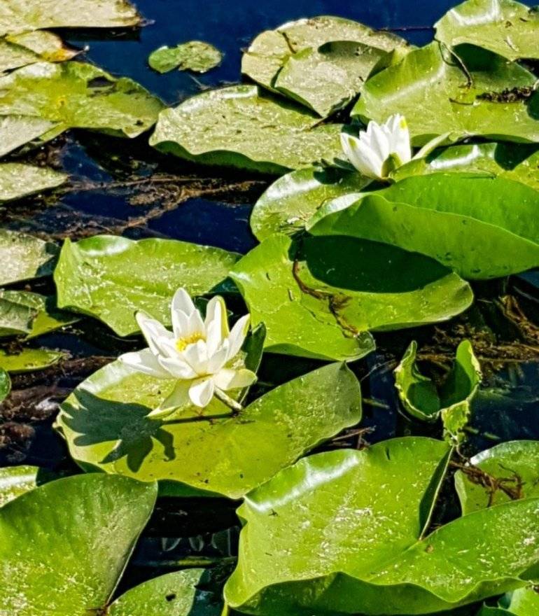 Görsel Şölen: Kahramanmaraş'ın Nilüferleri Bağlama Gölü'nde Dans Ediyor 12