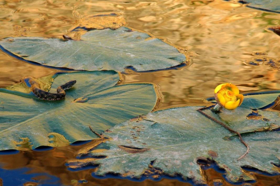 Görsel Şölen: Kahramanmaraş'ın Nilüferleri Bağlama Gölü'nde Dans Ediyor 13