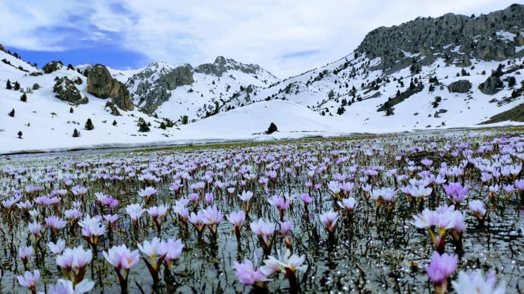 Görsel Şölen: Kahramanmaraş'ın Nilüferleri Bağlama Gölü'nde Dans Ediyor 14