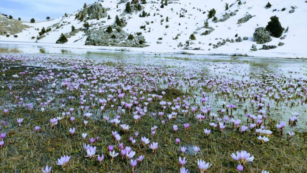 Görsel Şölen: Kahramanmaraş'ın Nilüferleri Bağlama Gölü'nde Dans Ediyor 15