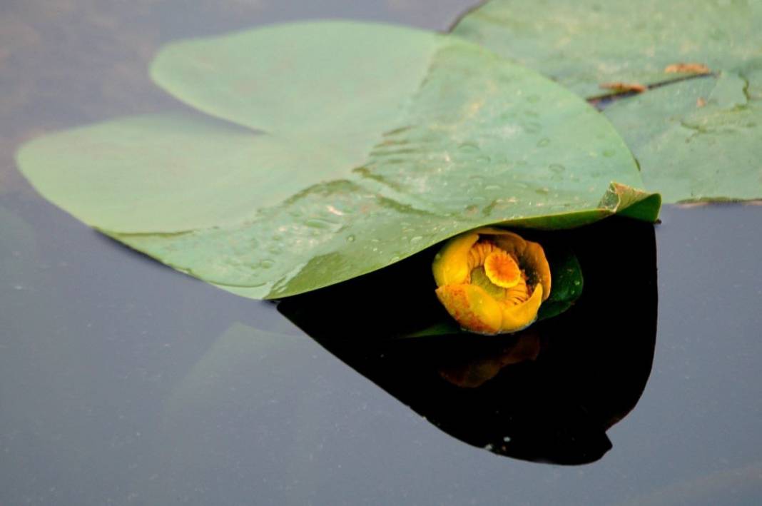 Görsel Şölen: Kahramanmaraş'ın Nilüferleri Bağlama Gölü'nde Dans Ediyor 3