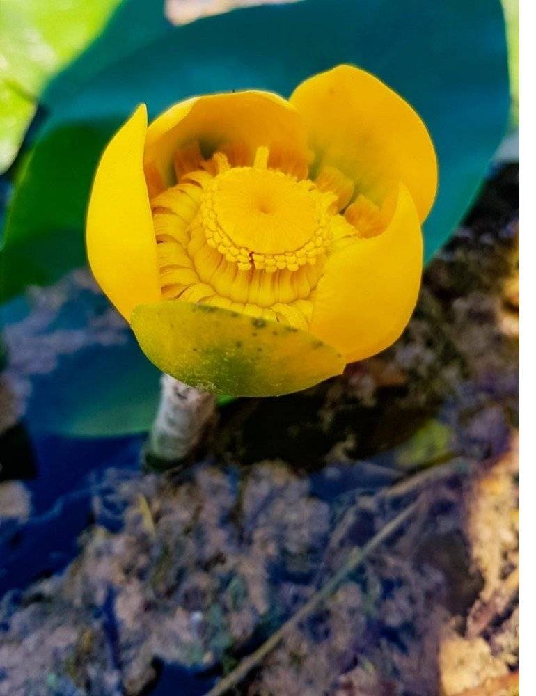 Görsel Şölen: Kahramanmaraş'ın Nilüferleri Bağlama Gölü'nde Dans Ediyor 4