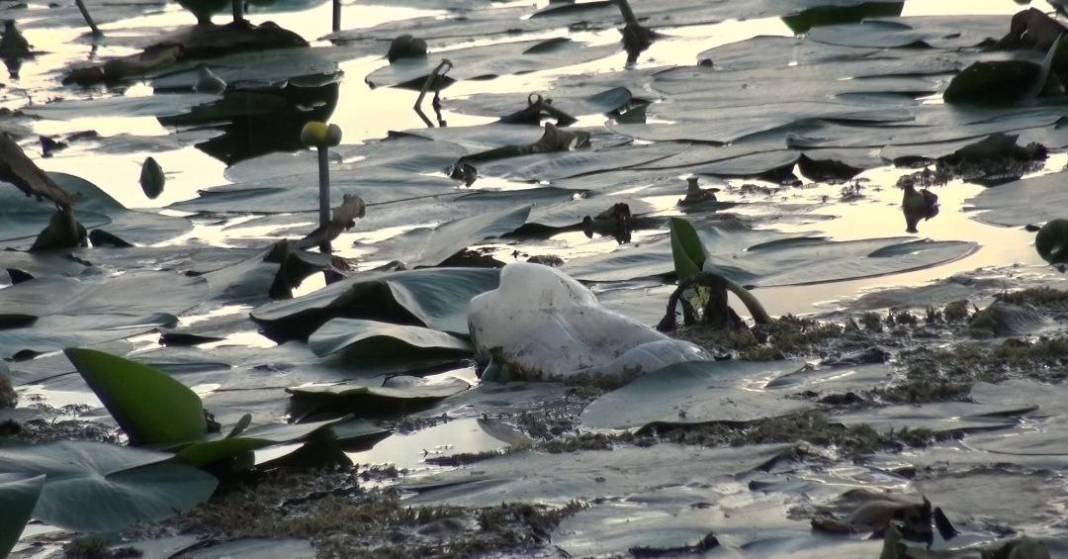 Görsel Şölen: Kahramanmaraş'ın Nilüferleri Bağlama Gölü'nde Dans Ediyor 5