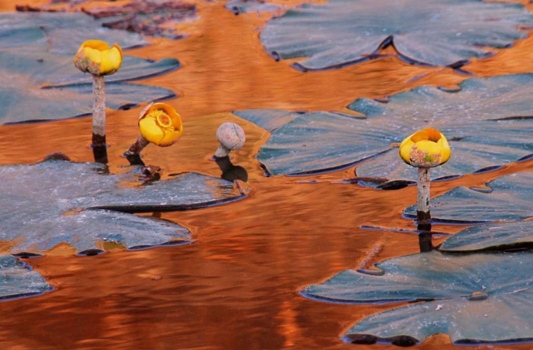 Görsel Şölen: Kahramanmaraş'ın Nilüferleri Bağlama Gölü'nde Dans Ediyor 7
