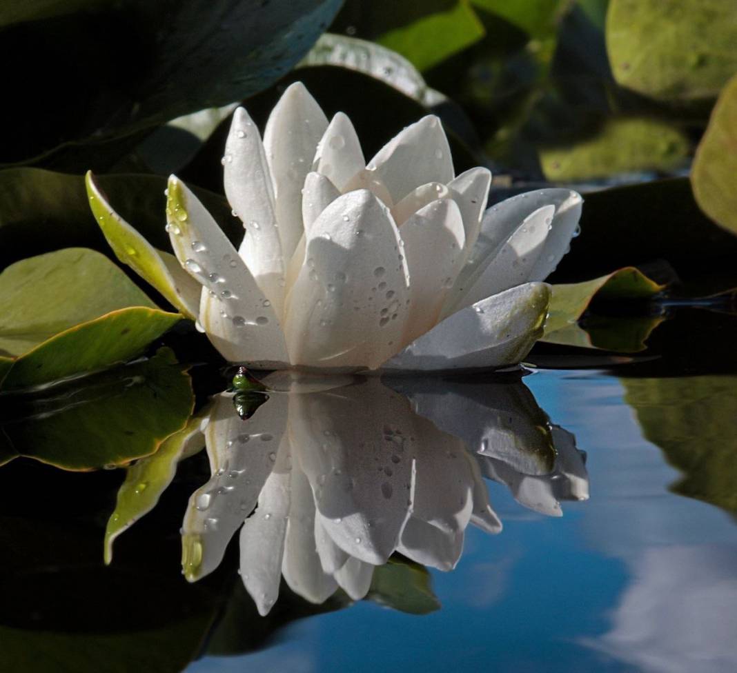Görsel Şölen: Kahramanmaraş'ın Nilüferleri Bağlama Gölü'nde Dans Ediyor 8