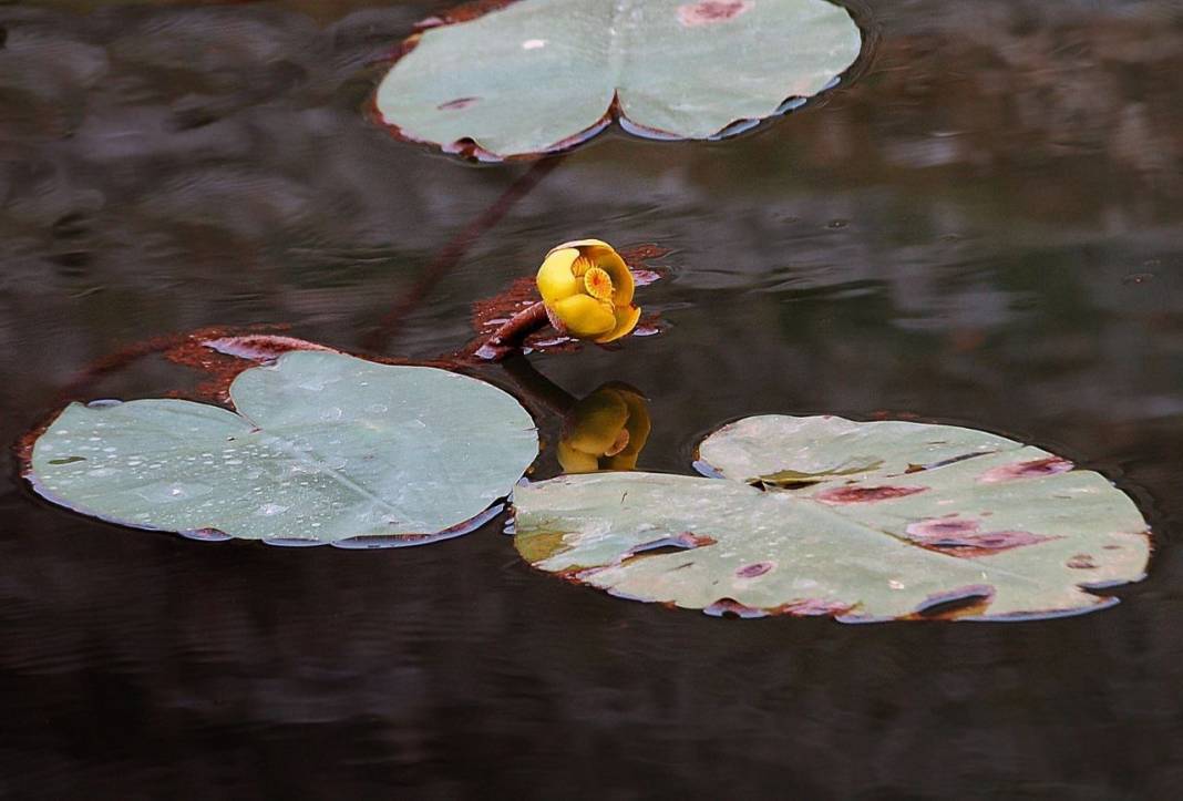 Görsel Şölen: Kahramanmaraş'ın Nilüferleri Bağlama Gölü'nde Dans Ediyor 9