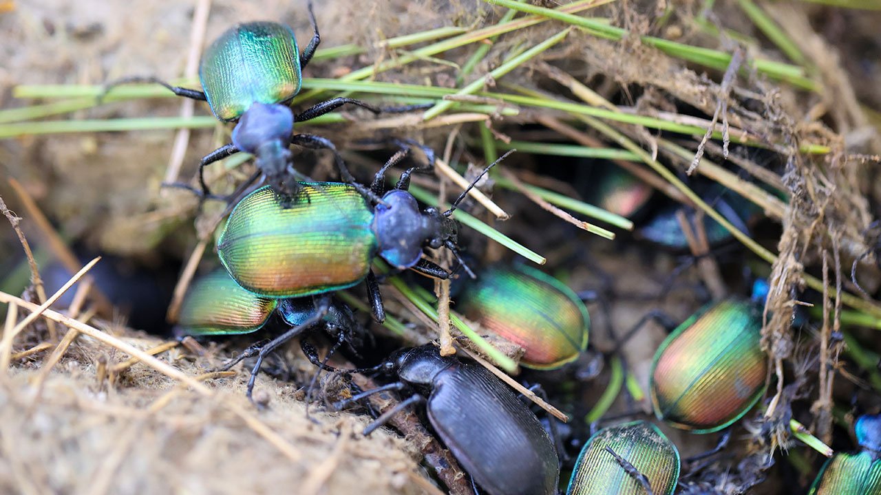 Gaziantep'ten Kahramanmaraş'a "terminatör böcekler" doğaya salındı