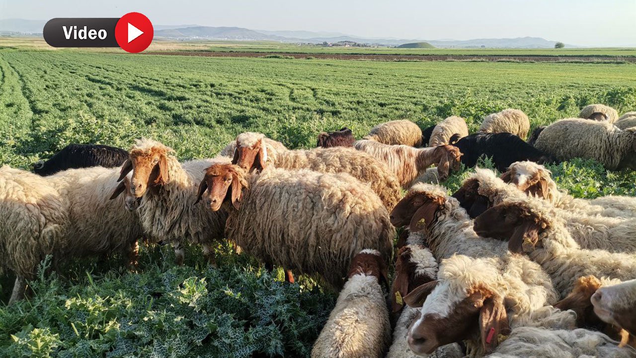 Yaylalar canlanıyor: Kahramanmaraş'ta göçerler süt ve peynir üretimine başladı!
