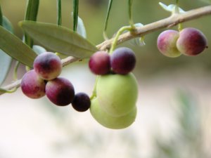 Hibe desteği ile modern zeytinyağı fabrikası